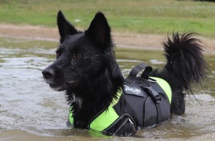 Hondenzwemtuig Julius-K9